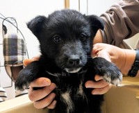 マンションの踊り場で発見された子犬、クロちゃん