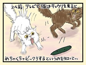 愛猫・岩海苔がキュウリを見ると…　やっぱ、猫じゃけぇ(36)