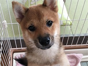 これから楽しいことがいっぱい待っているよ！ 豆柴「チロ太郎」