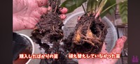 購入したばかりの苗と植え替えをしていなかった苗の「根」の比較／「くまパン園芸 KOBI's Houseplants Life」（@kumapan）提供
