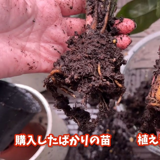 購入したばかりの苗と植え替えをしていなかった苗の「根」の比較／「くまパン園芸 KOBI's Houseplants Life」（@kumapan）提供