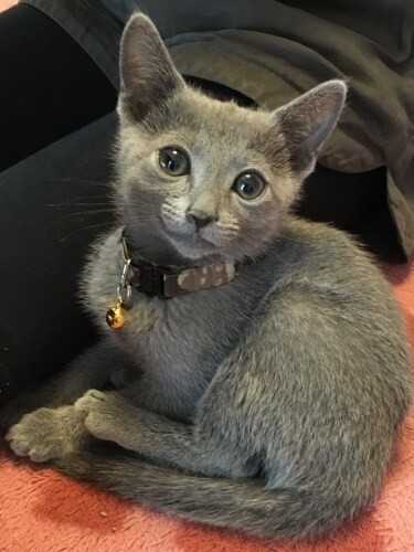 家にきたころの「てん」