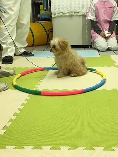 犬にさわらずに、フラフープの中に連れて行く。引っ張ったりしなくても、犬が飼い主にちゃんとついてくるようになるための練習（前村さん提供）

