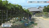 224ワイナリー　香川県土庄町