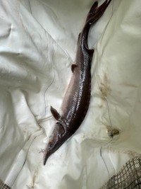 学芸員も驚いた、1メートルの大きなチョウザメ（滋賀県立琵琶湖博物館Twitterより）
