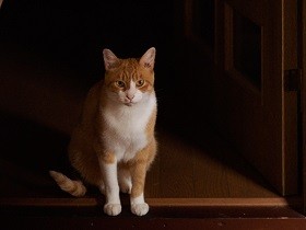 寂しがりやの猫「はち」　留守番はホテルをやめてペットシッターに託すことに