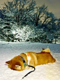 電池切れ！？ 雪のなかに顔を埋めてクールダウンするハクくん（画像提供：HAKU_shiba2020さん）