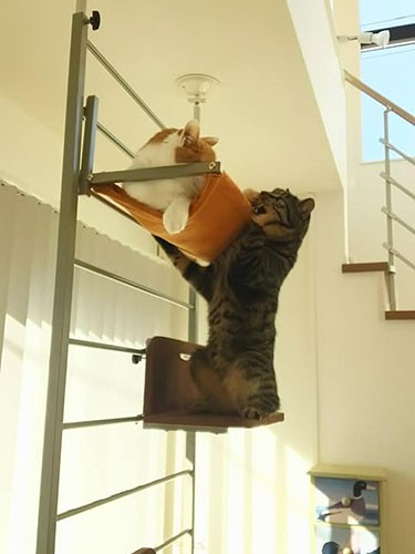 このハンモックは好きな子が多いようで、時おり取り合いの小競り合いが勃発します。