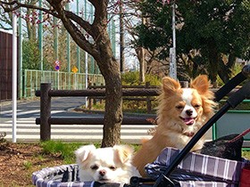 お散歩帰り、桃の花で初節句のお祝い　チワワの「もも」「ミミ」