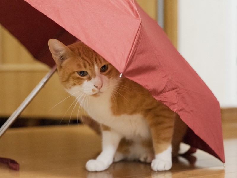 「放浪の旅をしながら毎日野宿していた頃を思い出すな」（小林写函撮影）