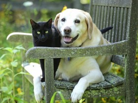 新型コロナ緊急企画　動物保護団体を応援しよう！（18日更新）