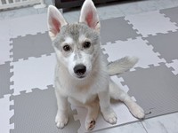 飼い主さんを見つめるやちよちゃん（画像提供：やちよ Huskyさん）