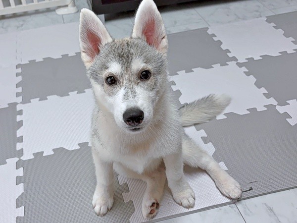 飼い主さんを見つめるやちよちゃん（画像提供：やちよ Huskyさん）
