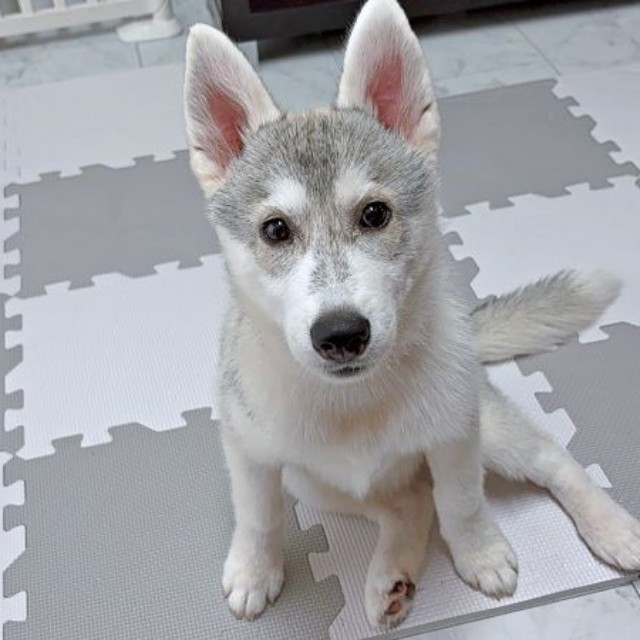 飼い主さんを見つめるやちよちゃん（画像提供：やちよ Huskyさん）