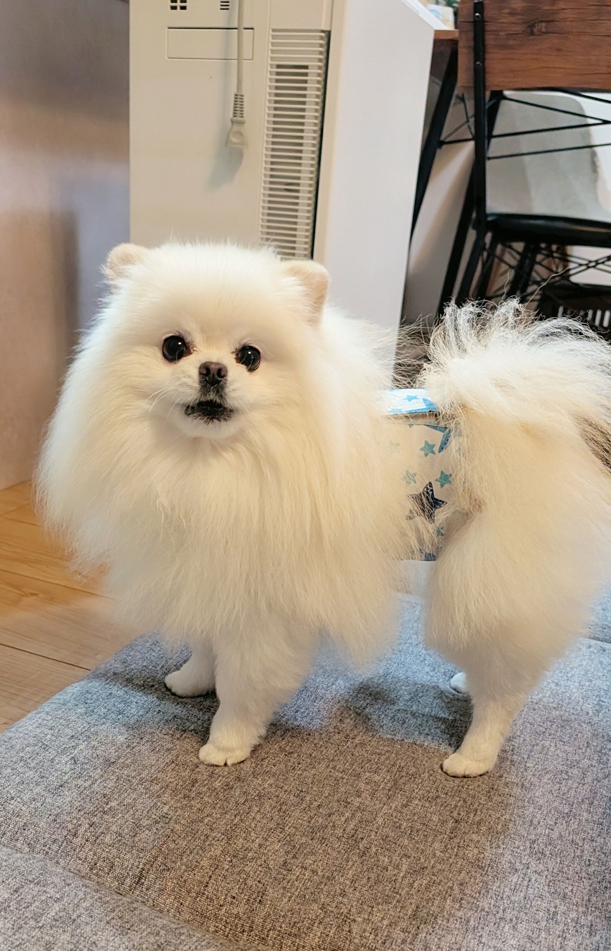 ポメラニアンmusicリクエスト受付確認用 普通にビックリ」なんでそんなところに!?とんでもない場所でくつろぐ