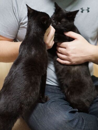 「ちょっといつまでひざに乗ってるのよ」「もうちょっといいじゃない」パパを好きすぎて姉妹ケンカ勃発？