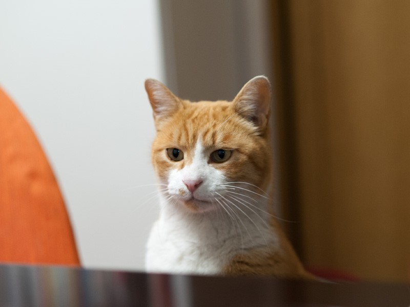 「ここでのんびりしてていいのかな？なにか忘れてるような気がする」（小林写函撮影）