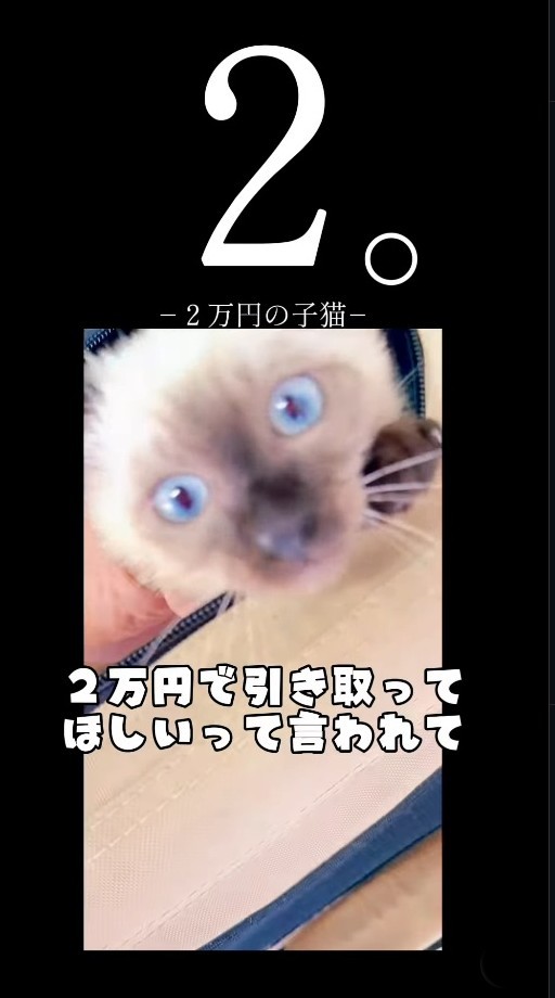 八百屋さんで子猫が2万円！？(よりパパさん提供、Instagramよりキャプチャ撮影)

