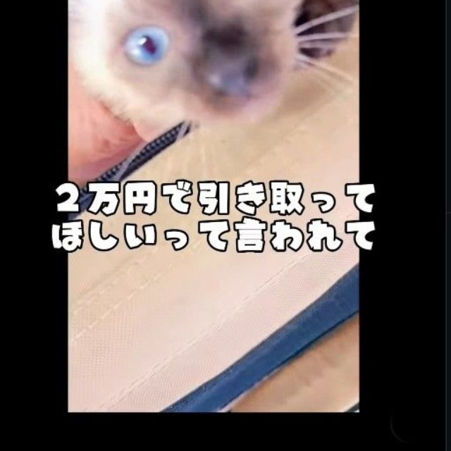 八百屋さんで子猫が2万円！？(よりパパさん提供、Instagramよりキャプチャ撮影)
