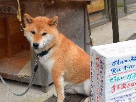 「絶対かみます」　柴犬の龍之介、観光客呼ぶ「招き犬」に