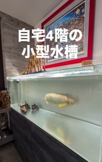 自宅の180㎝水槽でアロワナを飼育／ikkiさん（@ikki1219）提供