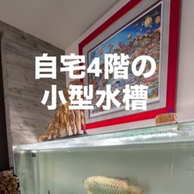 自宅の180㎝水槽でアロワナを飼育／ikkiさん（@ikki1219）提供