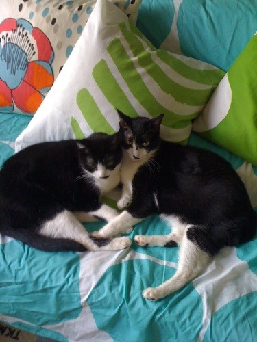 左がジョーで右がギル。本当に仲の良い兄弟でした