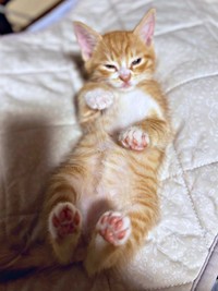 2024年7月保護から約1カ月後、生後1カ月10日、体重700グラムになったちまくん（画像提供：ぽめさん）