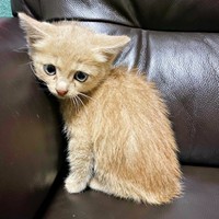 保護後、きなこくんを連れて家へ帰りました（画像提供：まっちゃさん）