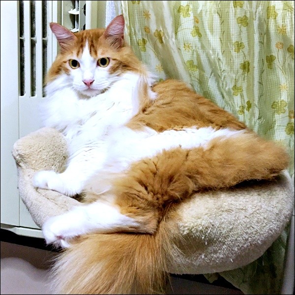 ゴージャスな被毛が素敵なかなたくん（画像提供：あきや～まさん）