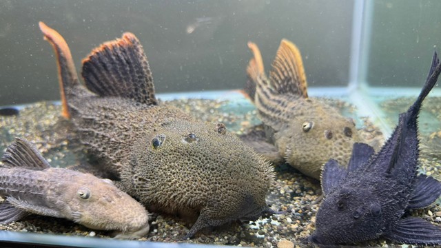 飼育しているプレコ/ちゃんつるさん（@chantsuru_aqua）提供