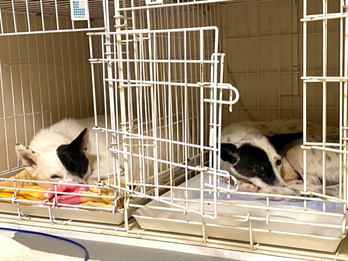 鈴と同じエリアで保護された、鈴そっくりの野犬。年齢や妊娠・出産の形跡、２頭の接する姿から、もしかしたら鈴の母犬かもと推測している（稲垣さん提供）