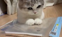 クリアファイルで補強した水おもちゃで遊ぶにゃーごくん（ぬこんぶさん提供）