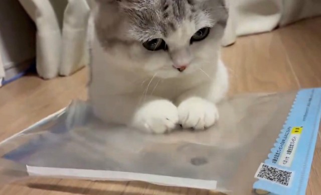 クリアファイルで補強した水おもちゃで遊ぶにゃーごくん（ぬこんぶさん提供）