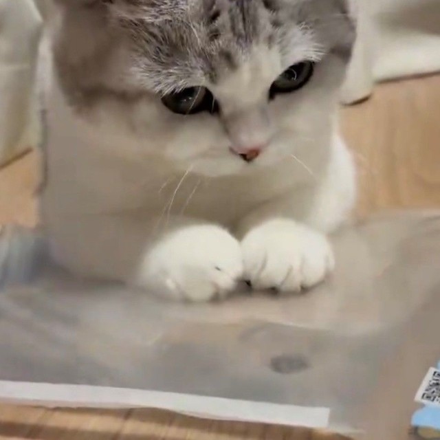 クリアファイルで補強した水おもちゃで遊ぶにゃーごくん（ぬこんぶさん提供）