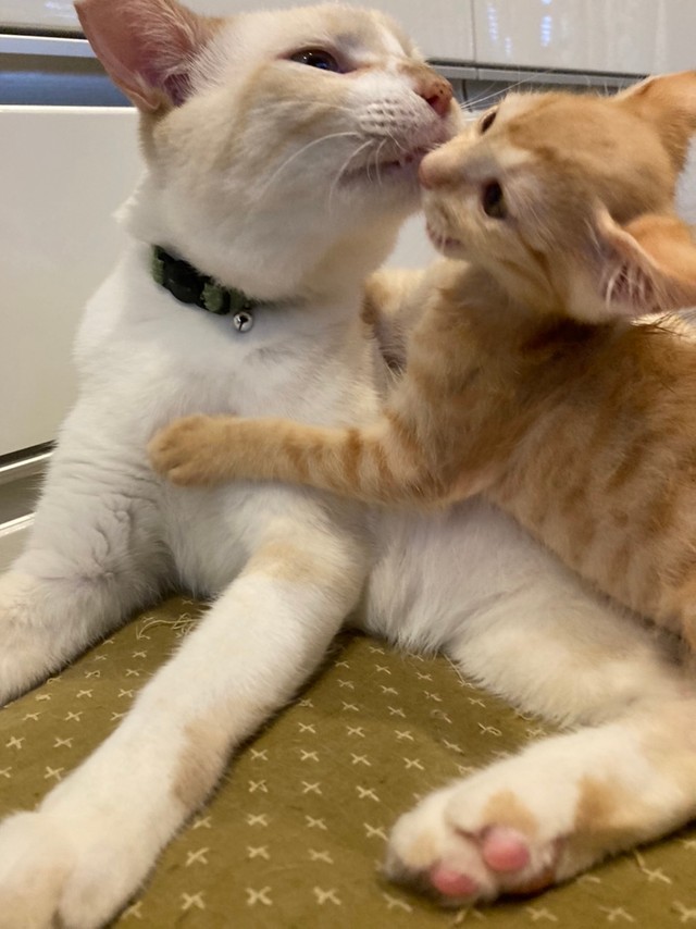 あきひろさんの奥さんが預かった保護猫のお世話をする豆太くん（あきひろさん提供）