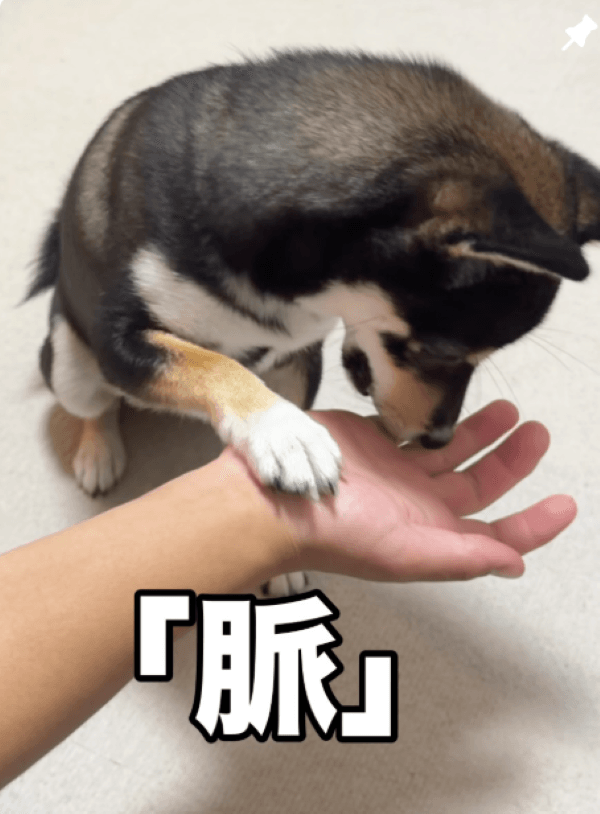 正常ですか！？画像提供：天音｜黒豆柴さん