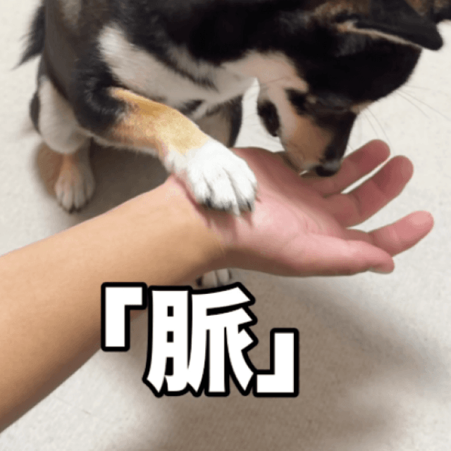 正常ですか！？画像提供：天音｜黒豆柴さん