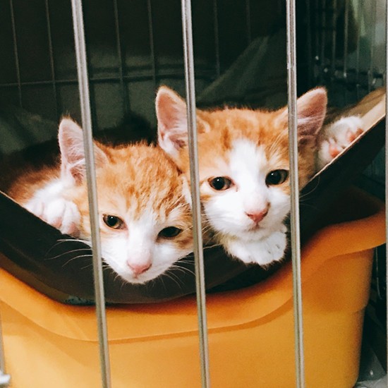 タピオとたまこの兄妹は交通量の多い工場の近くで保護。
（＠kijitora22さん提供）
