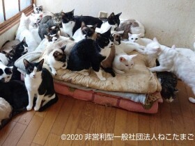 戸建てに238匹もの猫　悲惨な多頭飼育崩壊を生き抜き、ママになった２匹の猫
