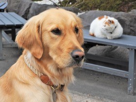 有名な「猫寺」に大型犬、猫の中でのんびり　「仏の教えのよう」