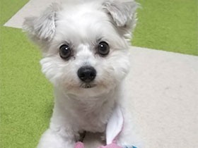 雨だね、きょうはおもちゃで遊ぼうよ　ミックス犬の「つぶ」