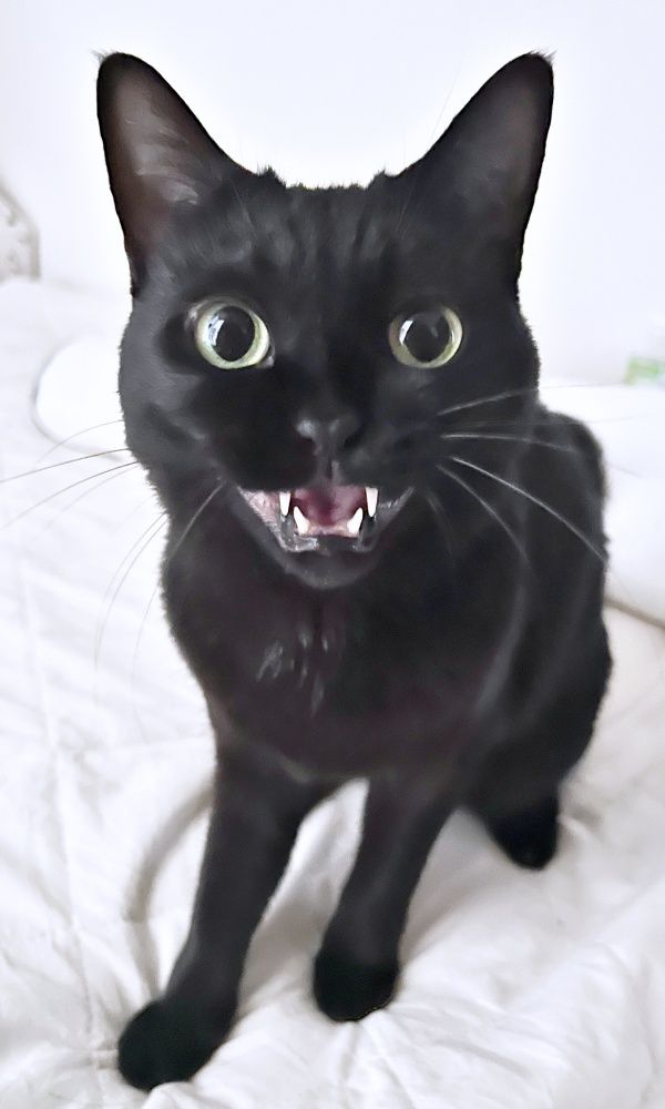 繁華街でひとりぼっちだった子猫…“命のリレー”で結ばれた縁 先住猫に守