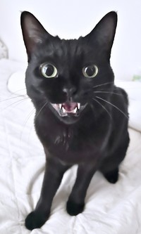 「おはニャー」。朝のあいさつをしているかのようなおはぎちゃん（画像提供：黒猫おはぎ 林遊眠@劇団ショウダウンさん）