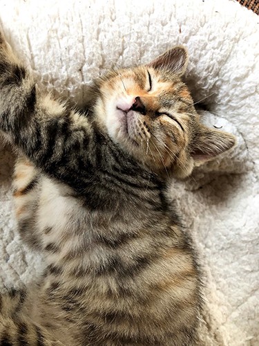 すやすや眠る詩（鎌倉ねこの間提供）