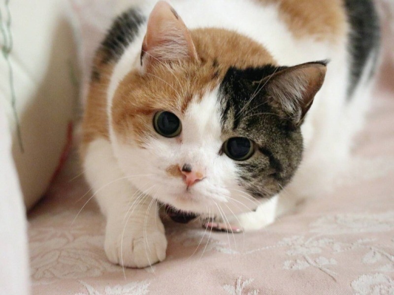 怪我の痕も後遺症もなく、子猫のようにかわいい