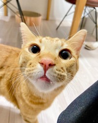 美容院から帰宅したママをスンスン