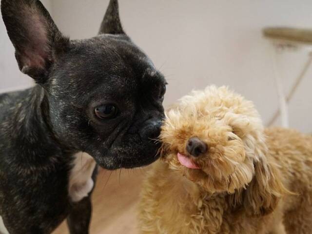 トリマーの顔に もう来ないでください 嚙んで暴れていたトイプーがウトウトできた 犬 猫との幸せな暮らしのためのペット情報サイト Sippo トリマーの顔に もう来ないでください 嚙んで暴れていたトイプーがウトウトできた 犬 猫との幸せな暮らしのためのペット情報サイト Sippo