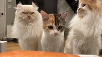 先住猫たちはふわふわの長毛種。比べるとうなちゃんは小さく見える＝ぽてこゆこめ+うなさん（@potechi_nikki）提供