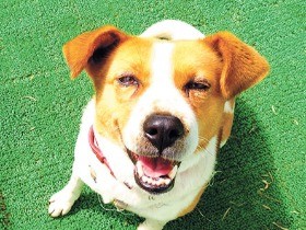 東日本大震災から５年　福島のペットたち　「譲渡には限界」